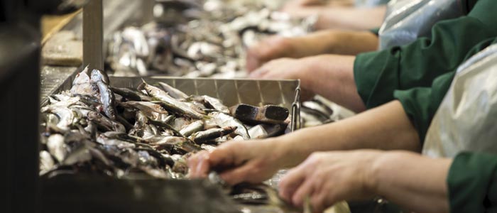 Mayores exportaciones pesqueras en 2021 con desafíos de competitividad