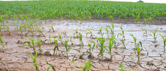 Agricultura y el Fenómeno El Niño: Preparación y Resiliencia